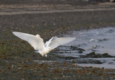 Ivory Gull - Ivoormeeuw - Pagophila eburnea