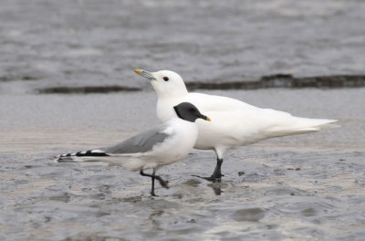 Sabine's Gull - Vorkstaartmeeuw - Larus sabini