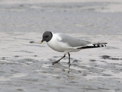 Sabine's Gull - Vorkstaartmeeuw - Larus sabini