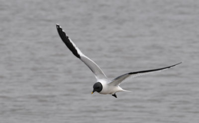 Sabine's Gull - Vorkstaartmeeuw - Larus sabini