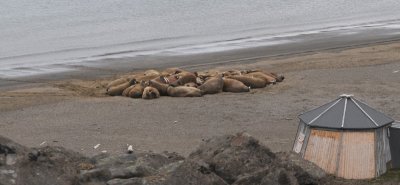Walrus