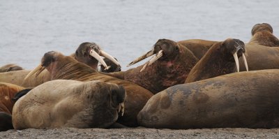 Walrus