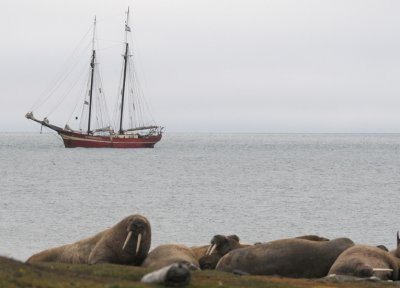 Walrussen - Walrusses
