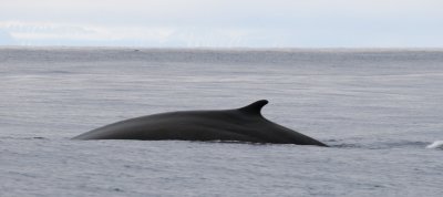  Northern Minke Whale - Dwergvinvis - Balaenoptera acutorostrata