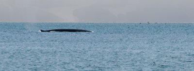Fin Whale - Gewone Vinvis - Balaenoptera physalis