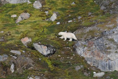 Polar Bear - IJsbeer - Ursus Maritimus