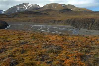 Colouring tundravegetation