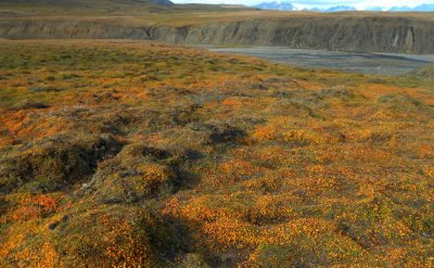 Colouring tundravegetation