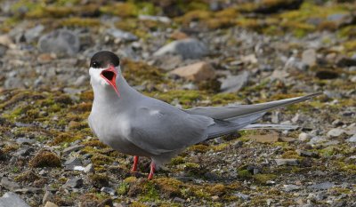 Arctic Tern - Noordse Stern - Sterna paradisaea