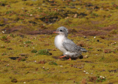 Arctic Tern - Noordse Stern - Sterna paradisaea