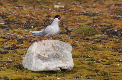 Arctic Tern - Noordse Stern - Sterna paradisaea