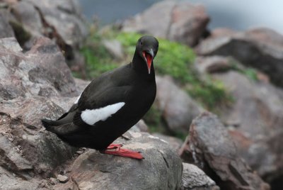 Black Guillemot - Zwarte Zeekoet - Cepphus grylle