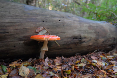 Vliegenzwam  - Amanita muscaria - Fly agaric