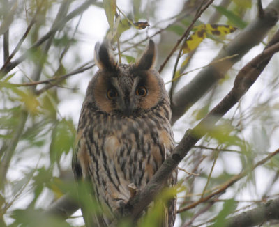 Ransuil - Long-eared Owl - Asio otus