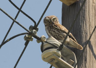 Steenuil - Little Owl - Athene noctua