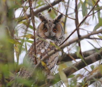 Ransuil - Long-eared Owl - Asio otus