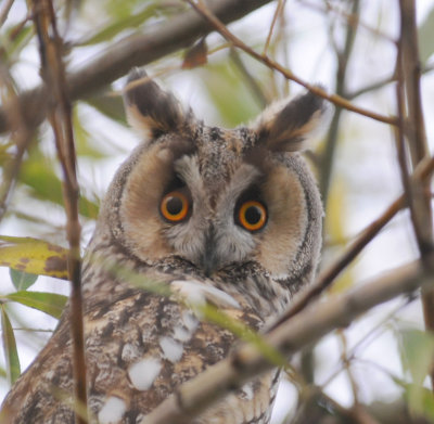 Ransuil - Long-eared Owl - Asio otus