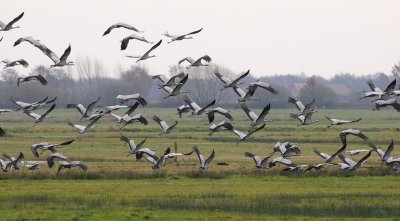 Cranes - Kraanvogels