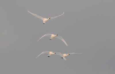 Whooper Swan - Cygnus cygnus - Wilde Zwaan