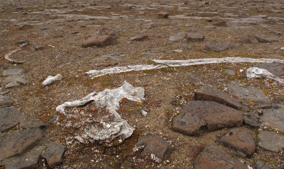  Bowhead  Whale  jawbone, rib & skull remains