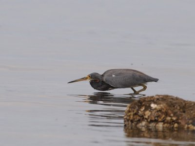 DSC_0142  Lousiana Heron .jpg