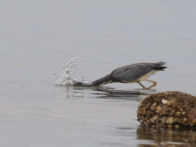 DSC_0144 Lousiana Heron .jpg