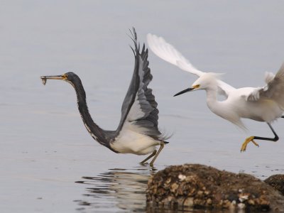 DSC_0150  Lousiana Heron and Snowy Egret.jpg