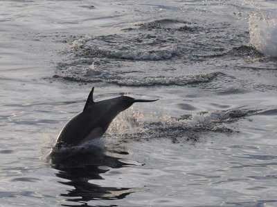  Common dolphin Sea of Cortez