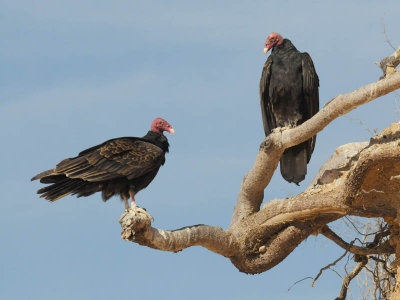 DSC_1024 turkey vulture .jpg