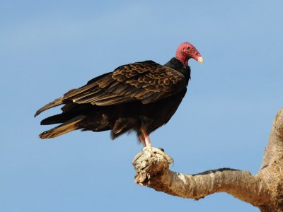 DSC_1021 turkey vulture .jpg