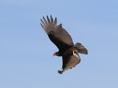 DSC_1040 turkey vulture .jpg