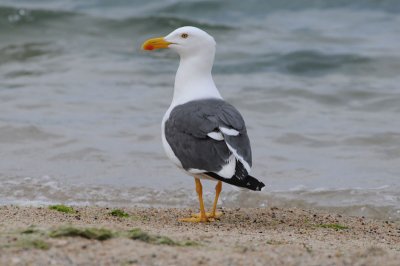 DSC_0209  Yellow-Footed Gull.jpg