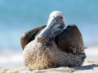 DSC_1104 brown pelican .jpg