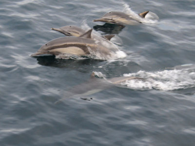  Common dolphin Sea of Cortez  .