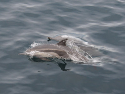 Common dolphin Sea of Cortez