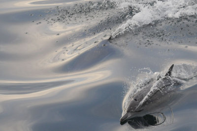  Common dolphin Sea of Cortez .