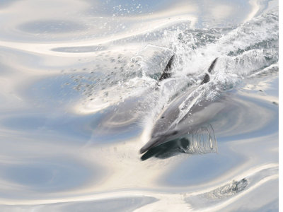 DSC_Common dolphin Sea of Cortez .