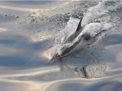 Common dolphin Sea of Cortez.