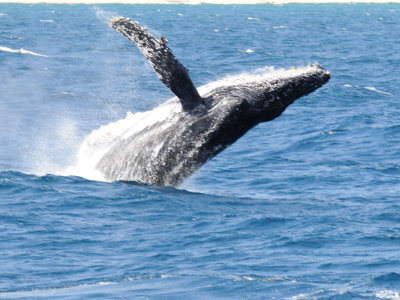 humpback  breaching  Sea of Cortez  Mexico.jpg