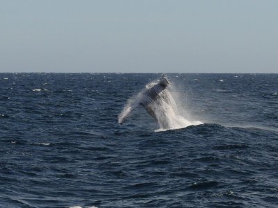 DSC_1322 humpback .jpg