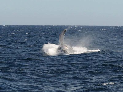 DSC_1325 humpback .jpg