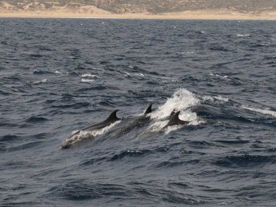  Bottle nosed dolphins   Sea of Cortez.j