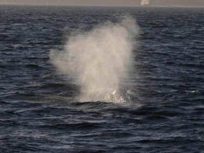  Grey whale -Sea of Cortez