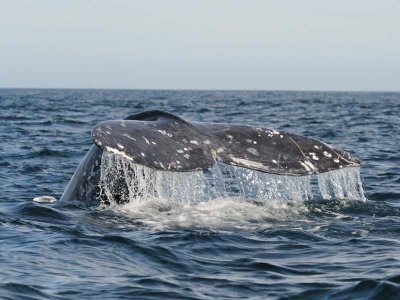  Grey whale - Magdalena Bay - Baja California