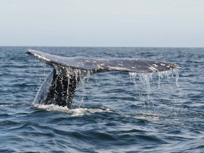  Grey whale - Magdalena Bay - Baja California .