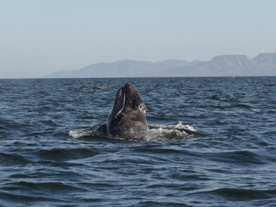  Grey whale - Magdalena Bay - Baja California