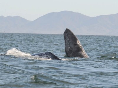  Grey whale - Magdalena Bay - Baja California.