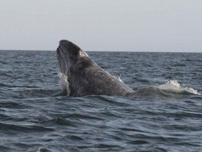 _Grey whale - Magdalena Bay - Baja California.