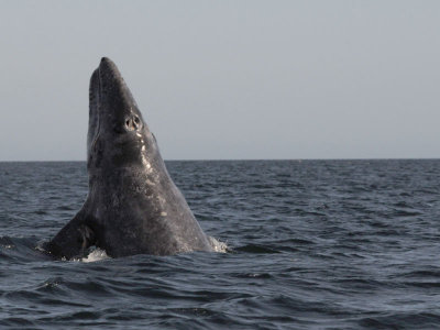 Grey whale - Magdalena Bay - Baja California.