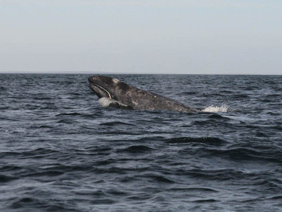 _Grey whale - Magdalena Bay - Baja California